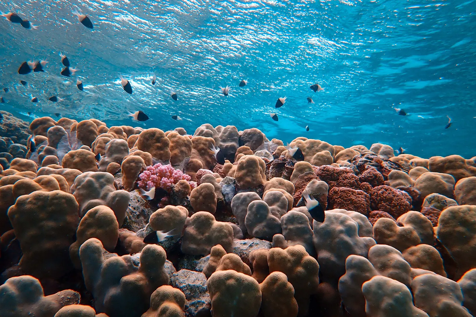 Snorkeling over a coral reef in clear blue water