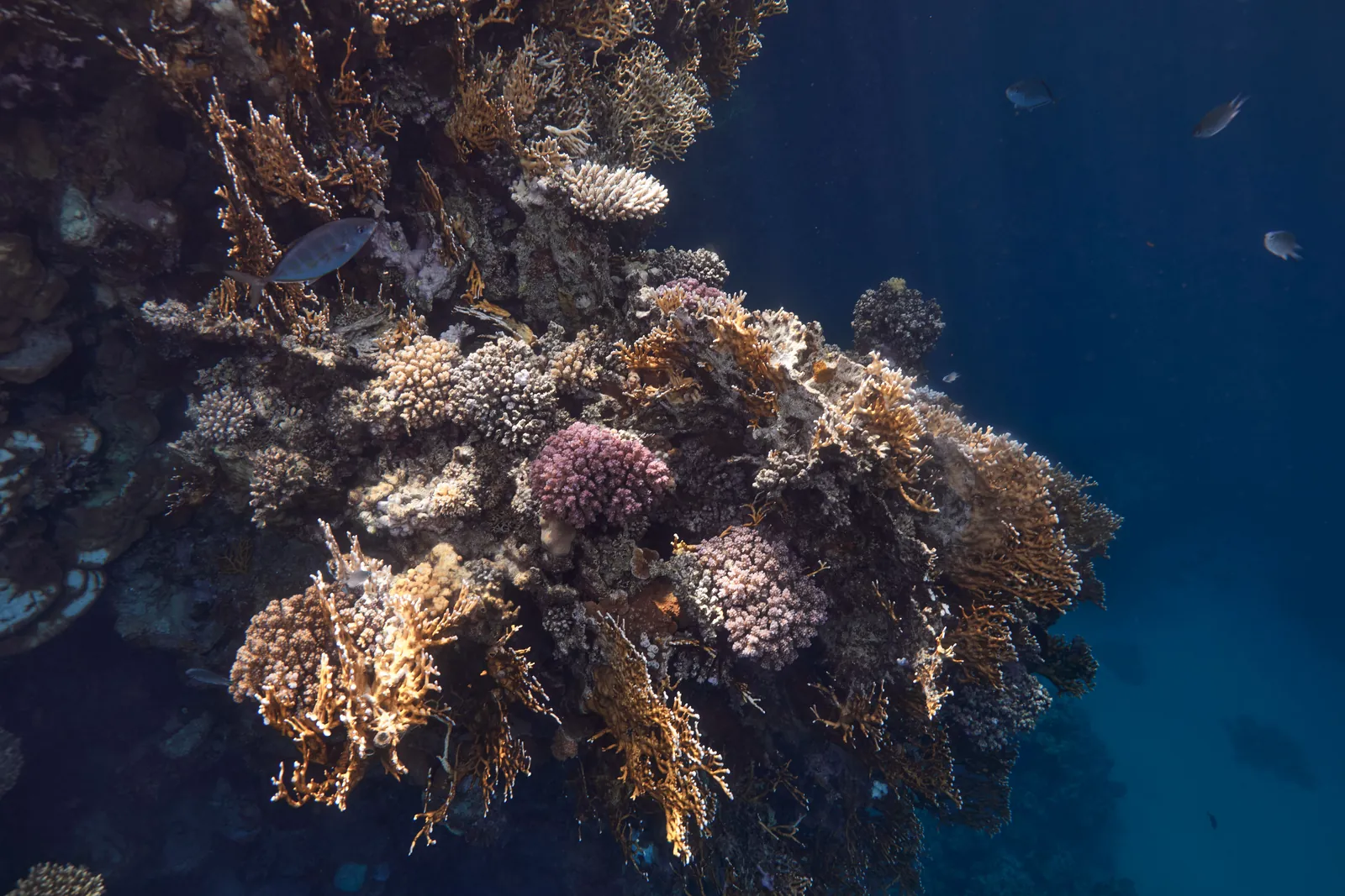 Coral and reef fish in the clear water of the Red Sea
